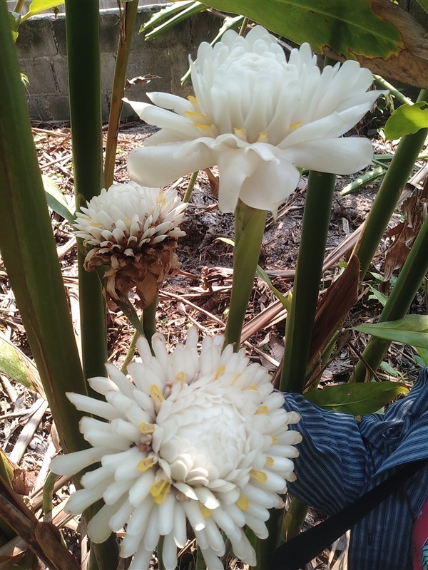 ขายดาหลาสีขาว | เมล็ดพันธุ์ดี เกษตรวิถีไทย - เมืองระยอง ระยอง