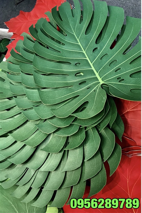 ใบมอนสเตอร่า เทียม, Monstera | อัญชัน seeds - สวนหลวง กรุงเทพมหานคร