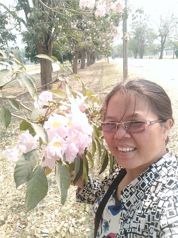 ขายเมล็ดพร้อมเพาะชมพูพันธ์ทิพย์ | เมล็ดพันธุ์ดี เกษตรวิถีไทย - เมืองระยอง ระยอง