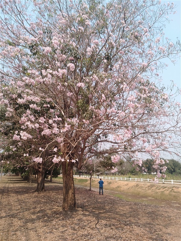 ขายเมล็ดพร้อมเพาะชมพูพันธ์ทิพย์ | เมล็ดพันธุ์ดี เกษตรวิถีไทย - เมืองระยอง ระยอง