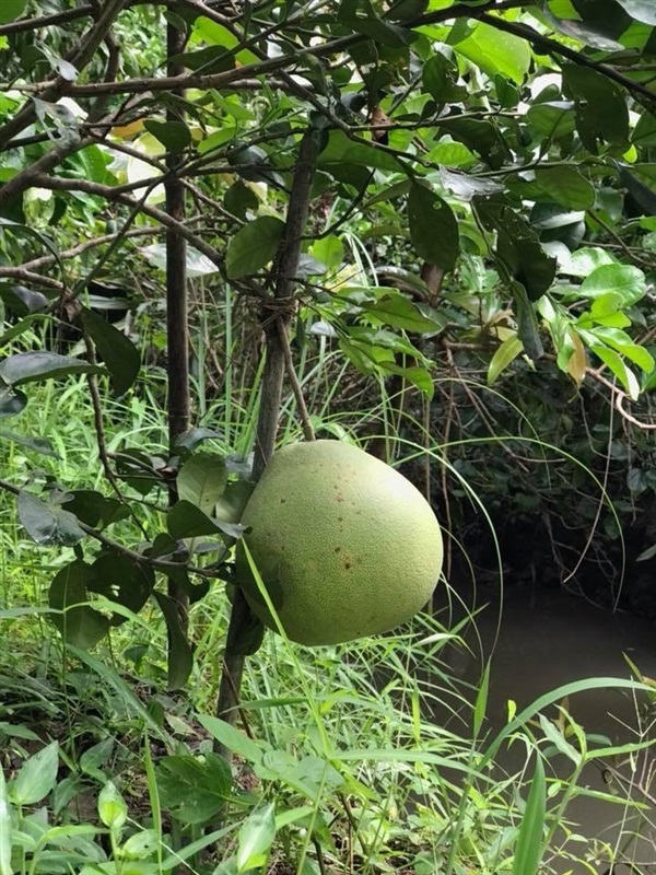 ส้มโอพันธุ์ขาวใหญ่ | ลุงตุ๊กแม่กลอง - เมืองสมุทรสงคราม สมุทรสงคราม