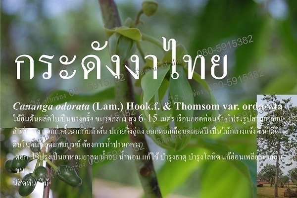 กระดังงาไทย