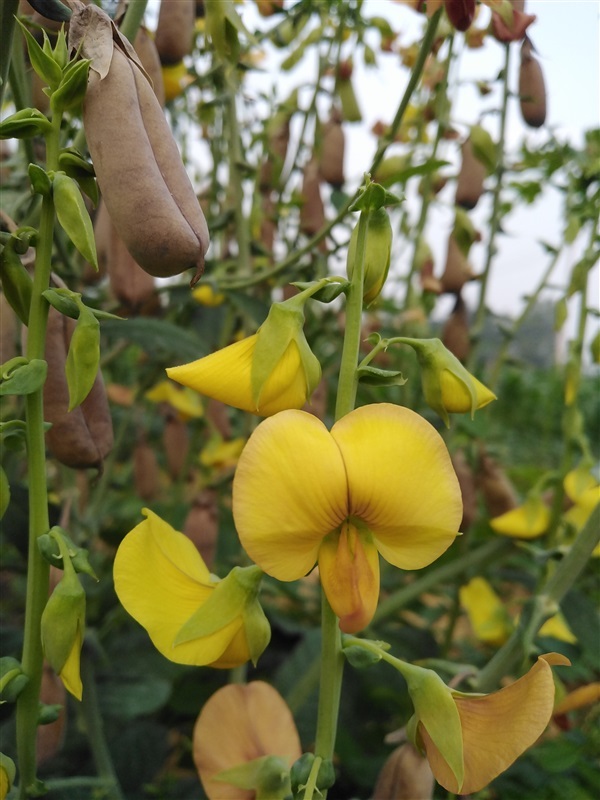 ขายเมล็ดหิ่งหาย รางจืดต้น | เมล็ดพันธุ์ดี เกษตรวิถีไทย - เมืองระยอง ระยอง