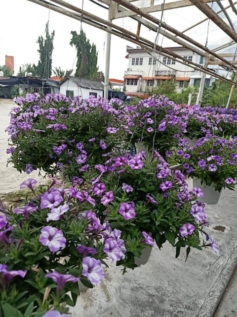 พิทูเนียสายพันธ์นอกกระเช้าใหญ่ (Petunia) | Kiattisak Pailay - บางกอกน้อย กรุงเทพมหานคร