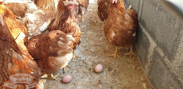 จำหน่ายไก่สาวพร้อมไข่  |  จำหน่ายไก่สาวพร้อมไข่  - เมืองเชียงใหม่ เชียงใหม่