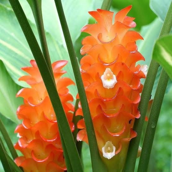 หัวพันธุ์ดอกกระเจียวสีส้ม ชุดละ2หัวส่งฟรี | เมล็ดพันธุ์การเกษตร - สีชมพู ขอนแก่น