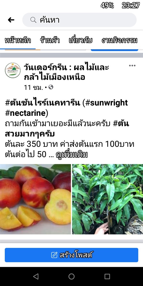 #ต้นซันไรร์เนคทารีน (#sunwright #nectarine)  