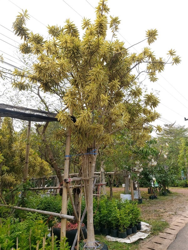 ซองออฟอืนเดีย | ดิเรก บ้านดงบัง -  ปราจีนบุรี