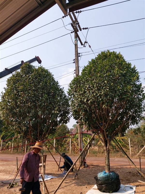 ฝนแสนห่า | ดิเรก บ้านดงบัง -  ปราจีนบุรี