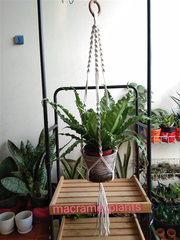 ที่แขวนกระถางต้นไม้ | Macrame plant hanger - บางขุนเทียน กรุงเทพมหานคร