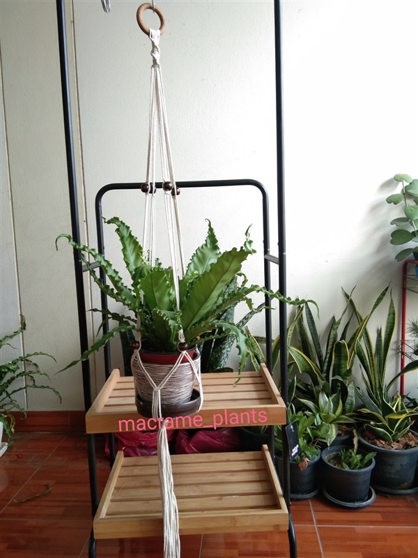 ที่แขวนกระถางต้นไม้ | Macrame plant hanger - บางขุนเทียน กรุงเทพมหานคร