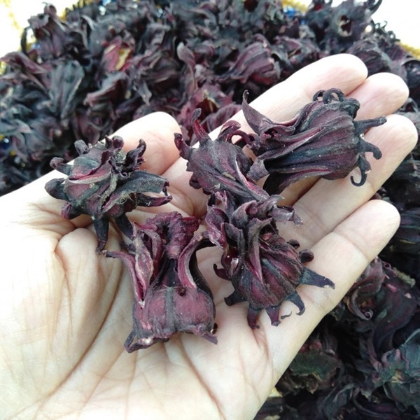 กระเจี๊ยบแดงแห้ง ออแกนิค ปลูกตามธรรมชาติ Dry Organic Red Ros | Papa Gardening - ชัยบาดาล ลพบุรี