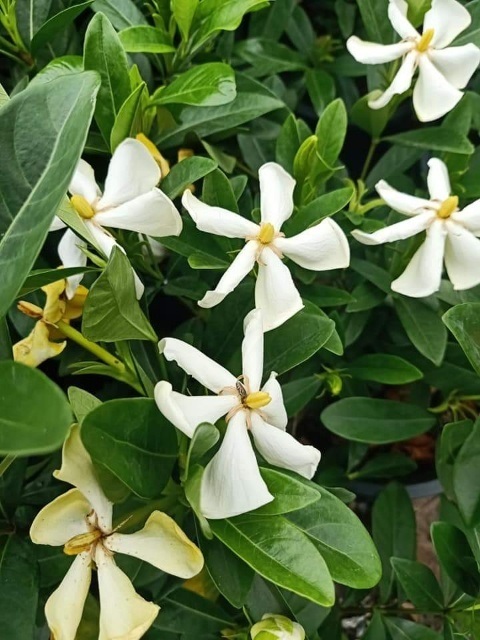 พุดเวียดนาม - Cape Jasmine (กทม)