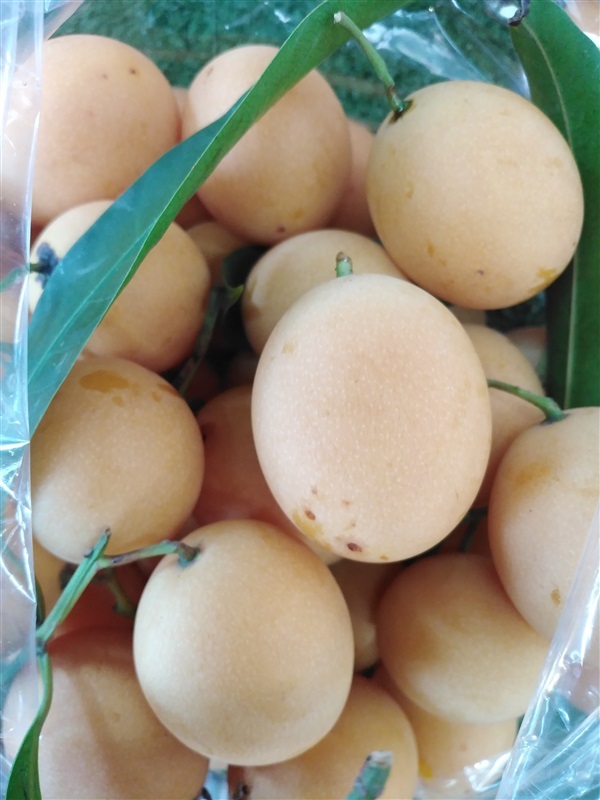 ขายเมล็ดพร้อมเพาะมะปริง | เมล็ดพันธุ์ดี เกษตรวิถีไทย - เมืองระยอง ระยอง