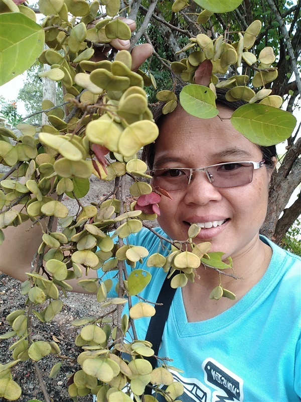 หูลิง ต้นแฟบ | เมล็ดพันธุ์ดี เกษตรวิถีไทย - เมืองระยอง ระยอง