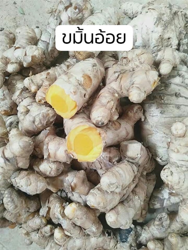 ขมิ้นอ้อย | โบตั๋นพันธุ์ไม้ - เมืองนครศรีธรรมราช นครศรีธรรมราช