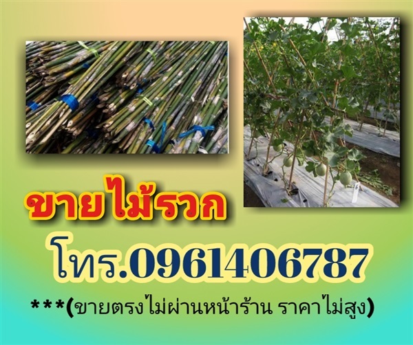 ไม้รวก | หนุมานไม้รวก - หนองปรือ กาญจนบุรี