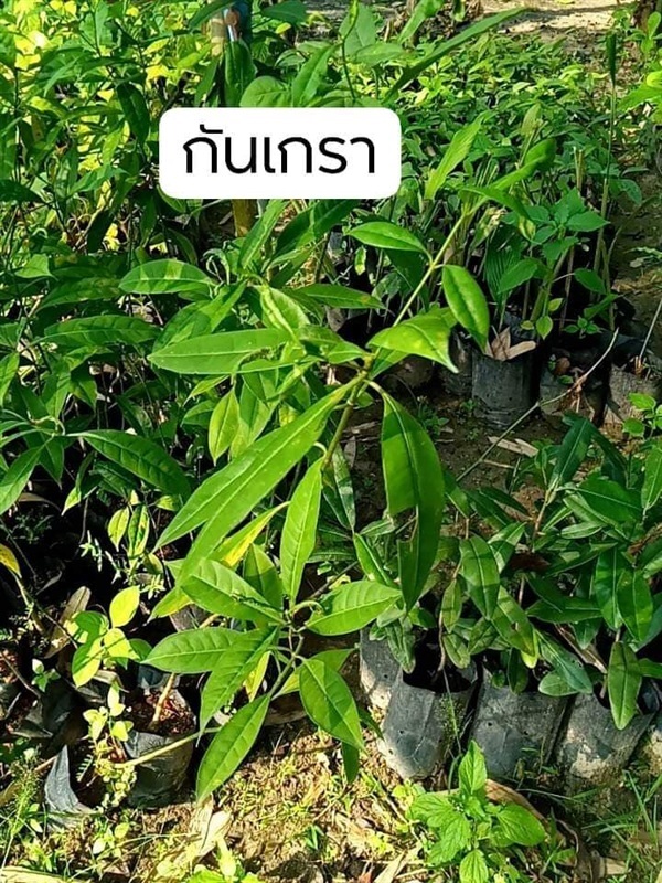 ต้น กันเกรา ตำเสา | โบตั๋นพันธุ์ไม้ - เมืองนครศรีธรรมราช นครศรีธรรมราช