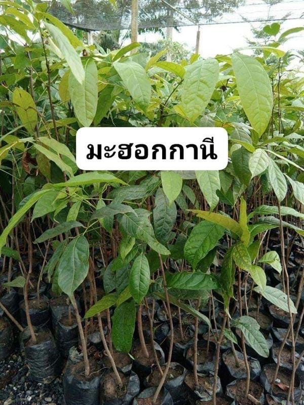 ต้น มะฮอกกานี | โบตั๋นพันธุ์ไม้ - เมืองนครศรีธรรมราช นครศรีธรรมราช