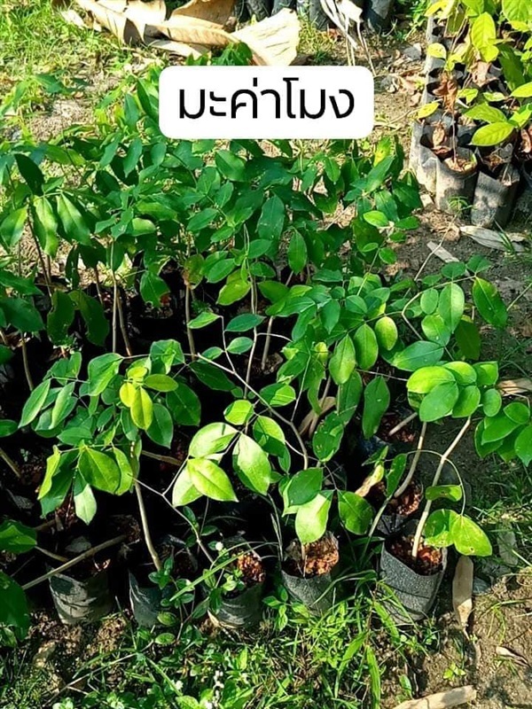 ต้น มะค่าโมง | โบตั๋นพันธุ์ไม้ - เมืองนครศรีธรรมราช นครศรีธรรมราช