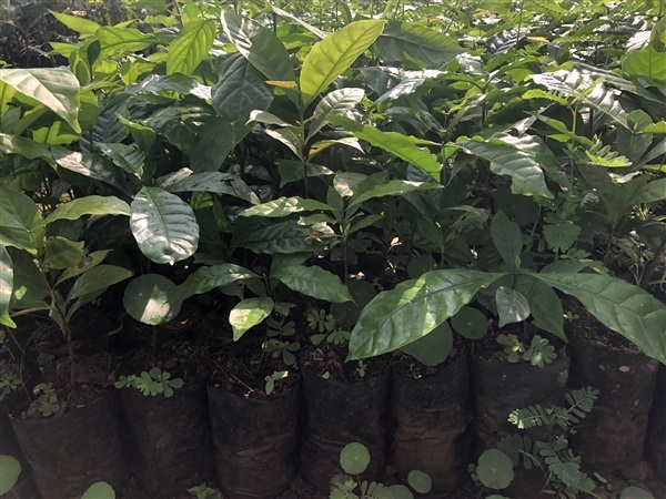 ต้นกาแฟโรบัสต้าแท้ 1000% | เพชรฟ้าพันธุ์ไม้ - เมืองชุมพร ชุมพร