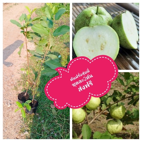 ต้นฝรั่งสุ่ยมี่ ชุดละ2ต้นจัดส่งฟรี | เมล็ดพันธุ์การเกษตร - สีชมพู ขอนแก่น