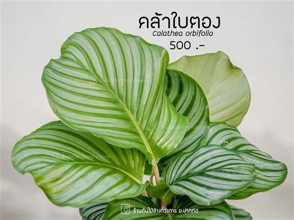 คล้าใบตอง