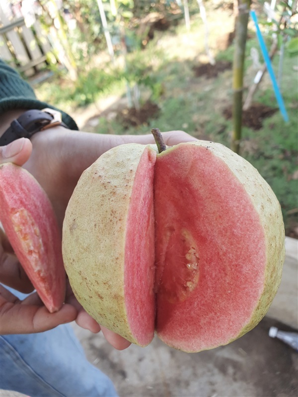 ฝรั่งไส้แดงชมพูพันทิพ | สวนคุณระย้า - สวรรคโลก สุโขทัย