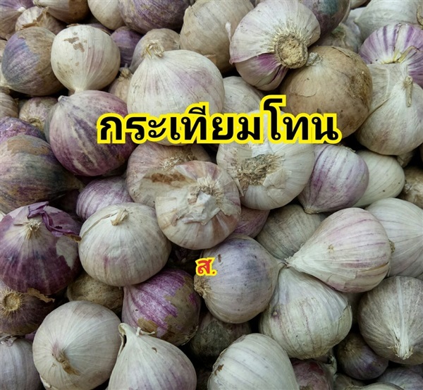 กระเทียมโทน | สวนหทัยทิพย์ - วัดโบสถ์ พิษณุโลก