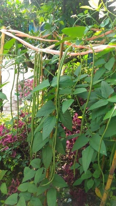 เมล็ดพันธุ์ถั่วฝักยาว1เมตร ซื้อ3แถม1 | เมล็ดพันธุ์การเกษตร - สีชมพู ขอนแก่น