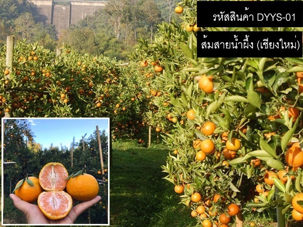 เมล็ดพันธ์ส้มสายน้ำผึ้ง (เมล็ดพันธุ์คุณภาพดี) | thailandseedshop - เมืองสมุทรปราการ สมุทรปราการ