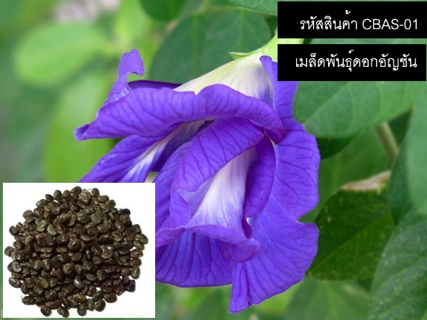 เมล็ดพันธ์ดอกอัญชัน (เมล็ดพันธุ์คุณภาพดี) | thailandseedshop - เมืองสมุทรปราการ สมุทรปราการ