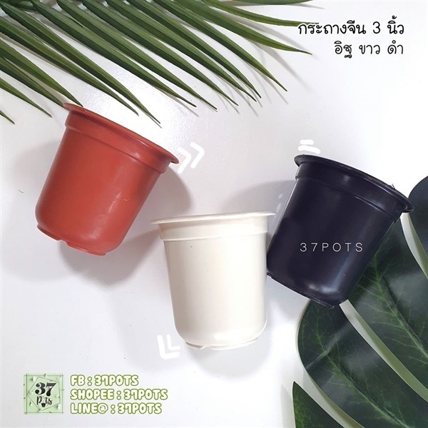 37pots กระถางถ้วยจีน 3 นิ้ว  | Jaroenplastic - บ้านแพ้ว สมุทรสาคร