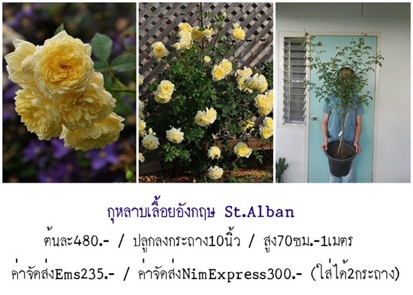 กุหลาบอังกฤษSt.Alban  | สวนเบญจรงค์สุคนธ์ -  นครราชสีมา