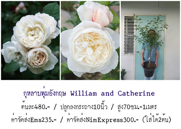 กุหลาบอังกฤษWilliam And Catharine | สวนเบญจรงค์สุคนธ์ -  นครราชสีมา