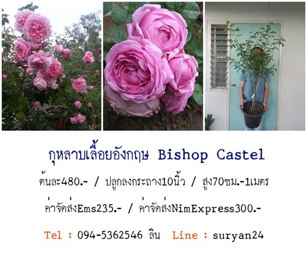 กุหลาบเลื้อยอังกฤษBishop Castel (ดอกหอม) | สวนเบญจรงค์สุคนธ์ -  นครราชสีมา