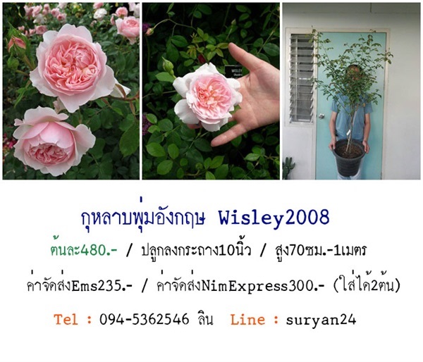 กุหลาบพุ่มอังกฤษWisley2008 (ดอกหอม)