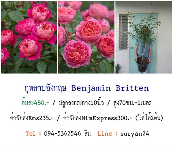 กุหลาบพุ่มสูงอังกฤษBenjamin Britten (ดอกหอม) | สวนเบญจรงค์สุคนธ์ -  นครราชสีมา