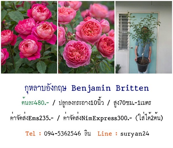 กุหลาบพุ่มสูงอังกฤษBenjamin Britten (ดอกหอม)