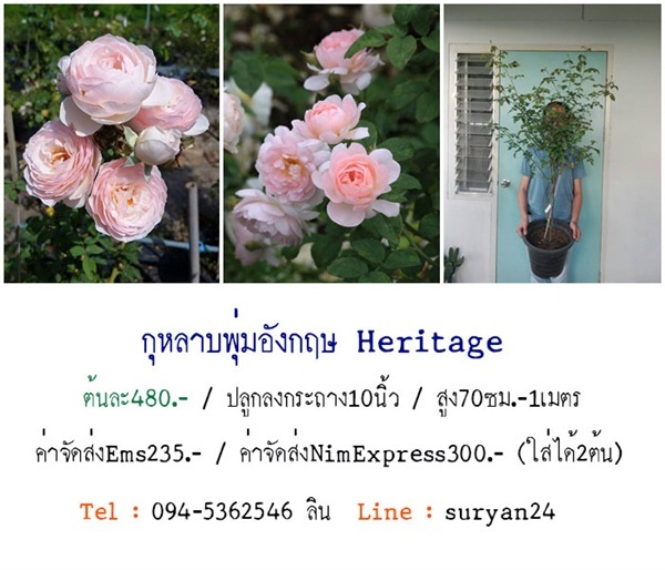 กุหลาบพุ่มอังกฤษHeritage (ดอกหอม) | สวนเบญจรงค์สุคนธ์ -  นครราชสีมา