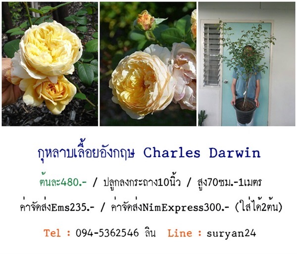 กุหลาบเลื้อยอังกฤษCharles Darwin (ดอกหอม) | สวนเบญจรงค์สุคนธ์ -  นครราชสีมา