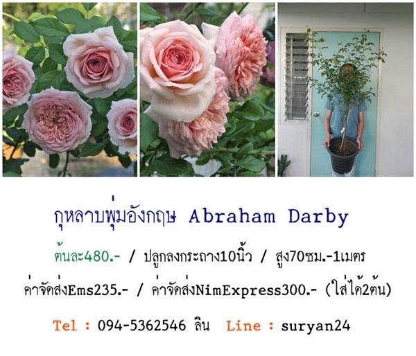 กุหลาบพุ่มอังกฤษAbraham Darby (ดอกหอม) | สวนเบญจรงค์สุคนธ์ -  นครราชสีมา