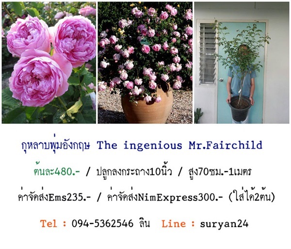 กุหลาบอังกฤษ The ingenious Mr.Fairchild (ดอกหอม) | สวนเบญจรงค์สุคนธ์ -  นครราชสีมา