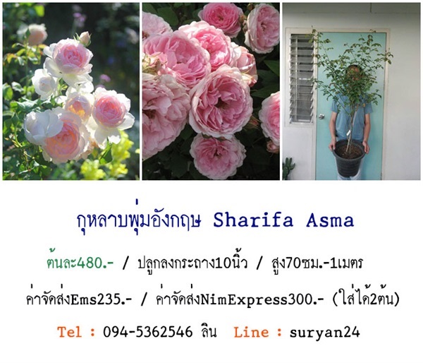 กุหลาบพุ่มอังกฤษSharifa Asma (ดอกหอม) | สวนเบญจรงค์สุคนธ์ -  นครราชสีมา