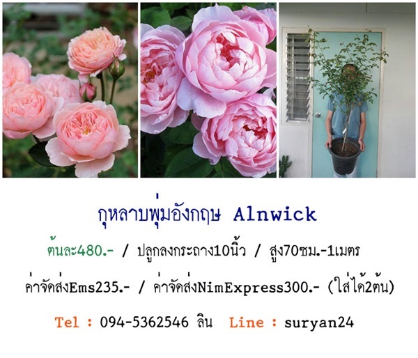 กุหลาบพุ่มอังกฤษ Alnwick Rose | สวนเบญจรงค์สุคนธ์ -  นครราชสีมา