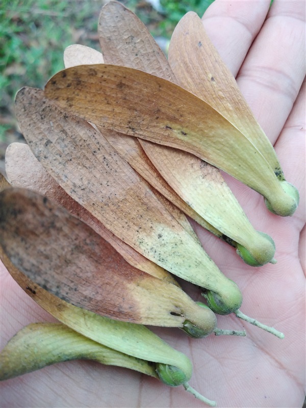 ตะเคียนทอง | เมล็ดพันธุ์ดี เกษตรวิถีไทย - เมืองระยอง ระยอง