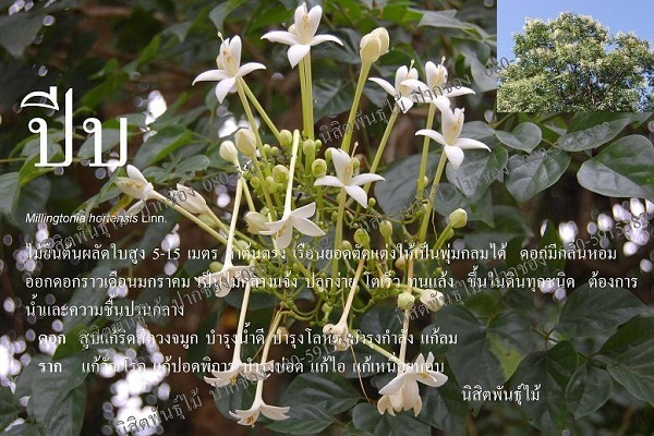 ปีบ | นิสิตพันธุ์ไม้ - ปากช่อง นครราชสีมา