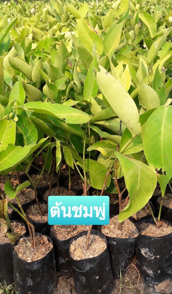 ต้นชมพู่ | โชค พันธุ์ไม้ - เมืองปราจีนบุรี ปราจีนบุรี