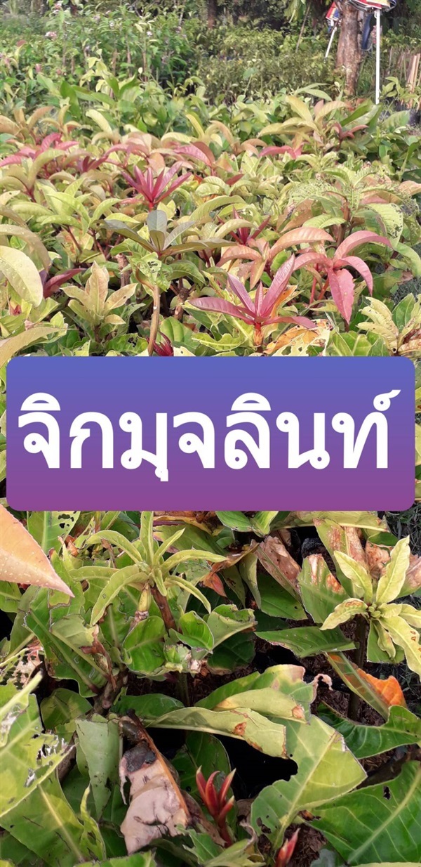 จิกมุจลินท์