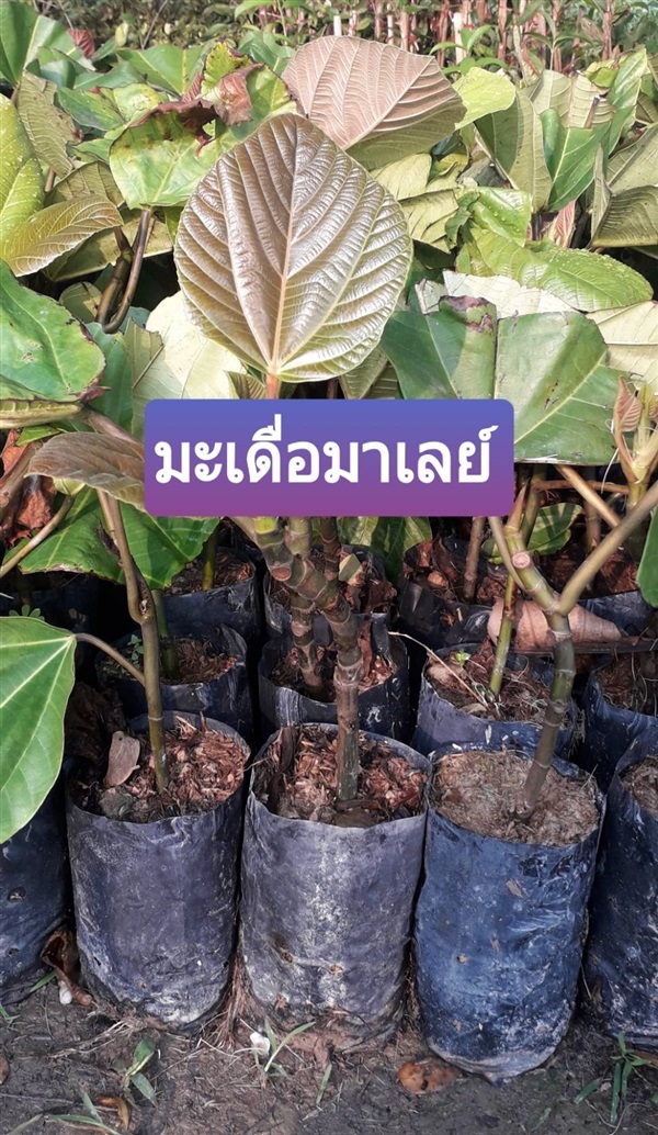 มะเดื่อมาเลย์ | โชค พันธุ์ไม้ - เมืองปราจีนบุรี ปราจีนบุรี